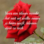 bloem-die-bloeit